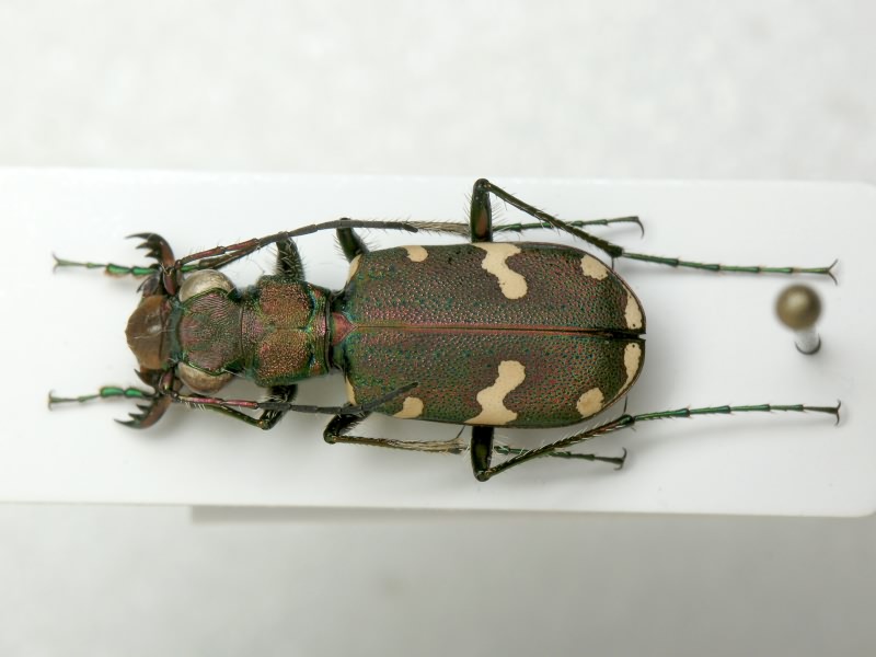 Cicindela talychensis Chaudoir, 1846